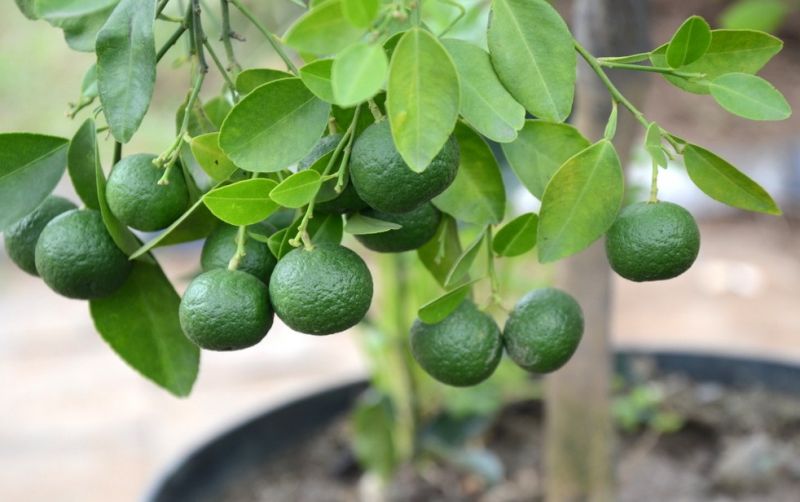 uploads/news/2021/03/mengenal-jeruk-sambal-sari-472492f97967e98.jpg
