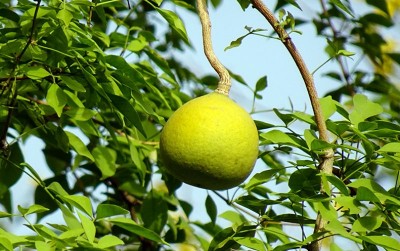 uploads/news/2021/03/menilik-manfaat-buah-maja-112770853a5c218_400.jpg