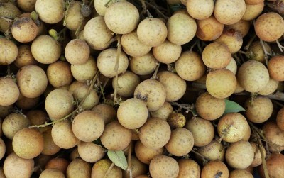uploads/news/2021/03/mentan-dorong-agrowisata-buah-8617662a211ace3_400.jpg