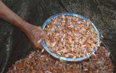 uploads/news/2021/03/meraup-untung-dari-perikanan-5854727f62a322f_400.jpeg