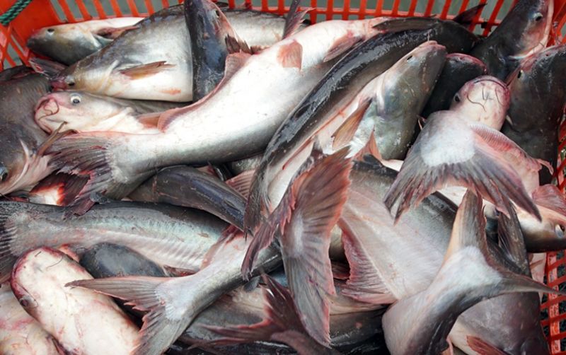 uploads/news/2021/03/perkasanya-ikan-patin-perkasa-1290056797b19ed.jpeg