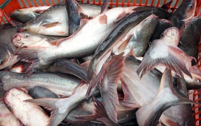 uploads/news/2021/03/perkasanya-ikan-patin-perkasa-1290056797b19ed_400.jpeg