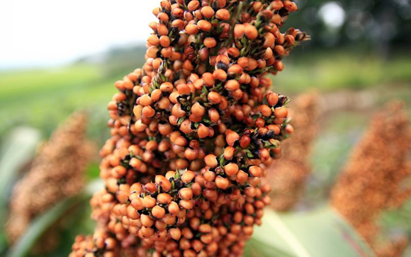 uploads/news/2021/03/potensi-luar-biasa-dari-18188cfac2b5b7e.jpg