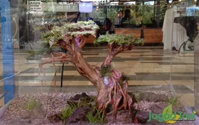 uploads/news/2021/03/standar-perawatan-aquascape-yang-93136df0c4bb279_400.jpg
