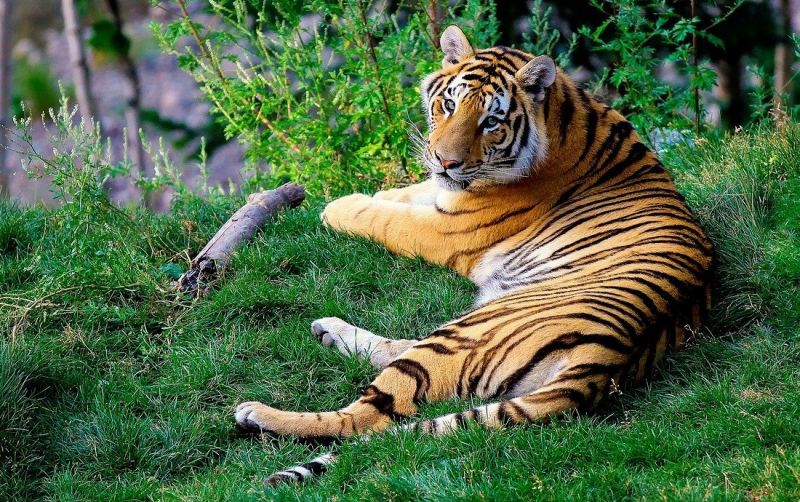 uploads/news/2021/03/tips-bertemu-harimau-saat-1702671125e6988.jpg