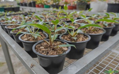 uploads/news/2021/03/untung-besar-menggandakan-philodendron-55579025209f557_400.jpg