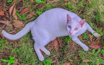 uploads/news/2021/03/viral-cacat-heterokromik-pembawa-414478faae796f3_400.jpg