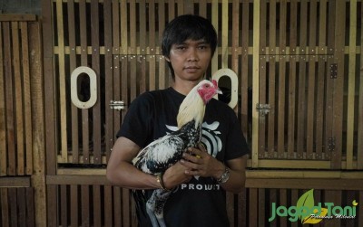 uploads/news/2021/04/3-jenis-ayam-petarung-30426a359375231_400.jpg