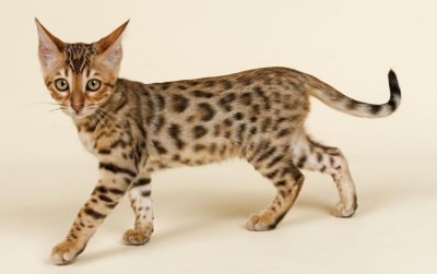 uploads/news/2021/04/ashera-kucing-termahal-di-151440538cd0777_400.jpg