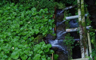 uploads/news/2021/04/berkenalan-dengan-pertanian-wasabi-55838f62649465d_400.jpg