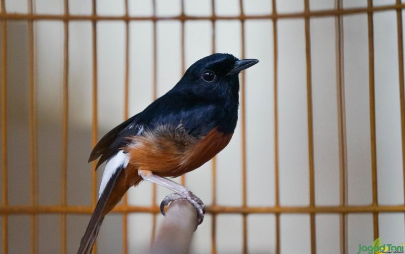 uploads/news/2021/04/burung-kicau-termahal-di-2606011ef4eb769.jpg