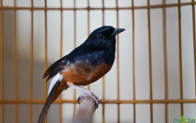 uploads/news/2021/04/burung-kicau-termahal-di-2606011ef4eb769_400.jpg