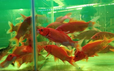 uploads/news/2021/04/ikan-hias-eksis-di-5763936225ac099_400.jpg