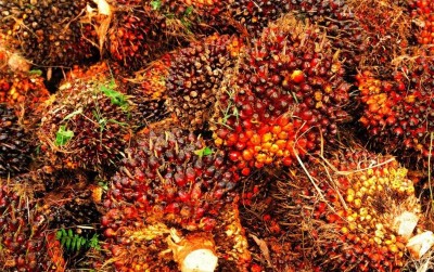 uploads/news/2021/04/kepala-sawit-sebagai-pembangunan-49199e1df4902ca_400.jpeg