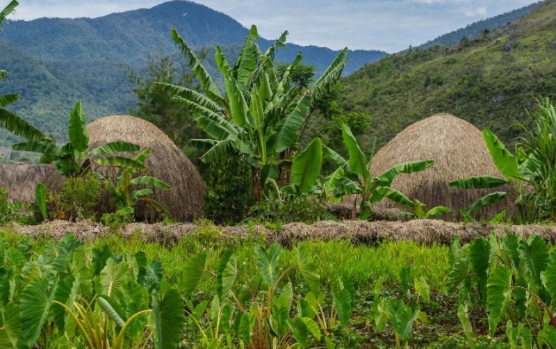 uploads/news/2021/04/keunikan-pertanian-di-papua-42080d66c399a1c.jpg