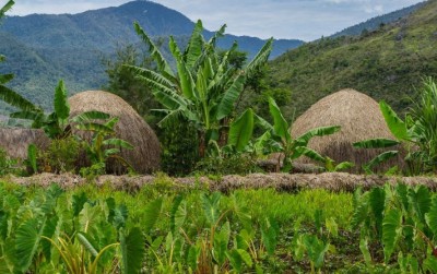 uploads/news/2021/04/keunikan-pertanian-di-papua-42080d66c399a1c_400.jpg