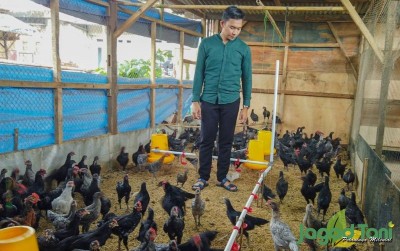 uploads/news/2021/04/keuntungan-bisnis-ayam-kub-31421d91f926363_400.jpg