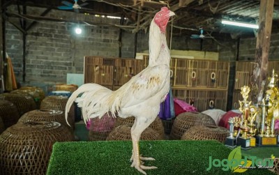 uploads/news/2021/04/khoytradngon-ayam-silangan-jagoan-19848b577cdde71_400.jpg