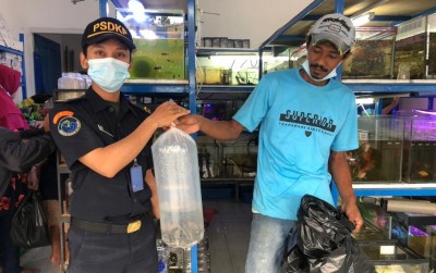 uploads/news/2021/04/kkp-amankan-alligator-di-158577dd5f8aff6_400.jpeg