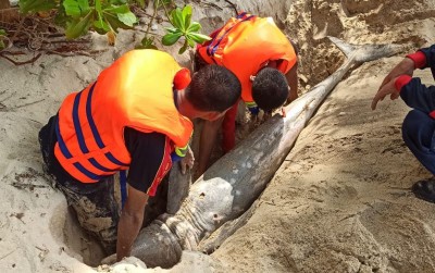 uploads/news/2021/04/kuburkan-lumba-lumba-terdampar-di-1230196d7df08ea_400.jpeg