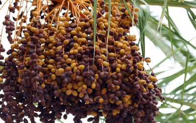 uploads/news/2021/04/kurma-rasulullah-tumbuh-di-507056068ee4704_400.jpg