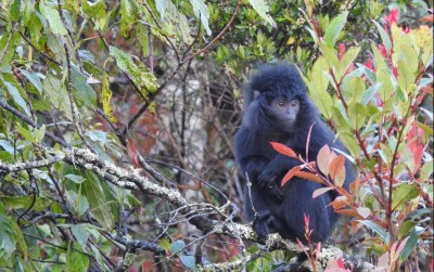 uploads/news/2021/04/lutung-kasarung-si-penjaga-50306140550da08_400.jpeg