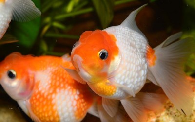 uploads/news/2021/04/makanan-alami-untuk-ikan-91921ca5e005994_400.jpg
