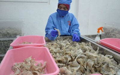 uploads/news/2021/04/manfaat-liur-sarang-burung-883540dda1054e9_400.jpeg