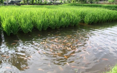 uploads/news/2021/04/melipatgandakan-keuntungan-petani-melalui-1178957d28f0522_400.jpg