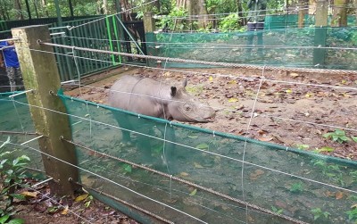 uploads/news/2021/04/menanti-pasangan-badak-kalimantan-19036542c24c39e_400.jpg