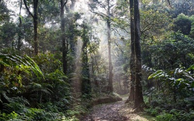uploads/news/2021/04/mengenal-pohon-langka-hutan-60338af0ea73b46_400.jpg