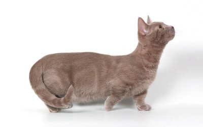 uploads/news/2021/04/munchkin-si-mungil-penuh-485286f2eccb4d0_400.jpg