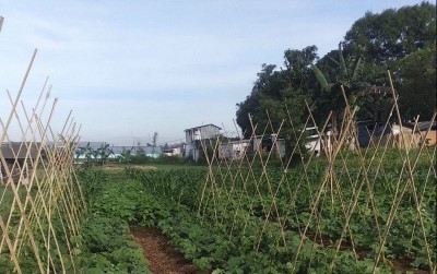uploads/news/2021/04/panen-raya-petani-millenial-41265ff37daa753_400.jpg
