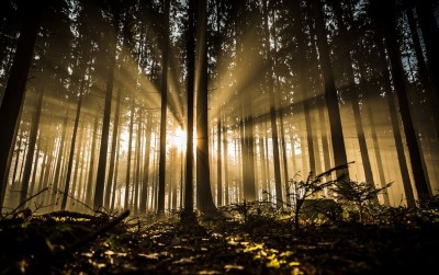 uploads/news/2021/04/pembaruan-hutan-untuk-kesejahteraan-16674258d351d9f_400.jpg