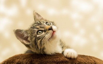 uploads/news/2021/04/pentingnya-sterilisasi-pada-kucing-18916f7b868e161_400.jpg