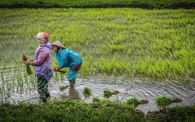 uploads/news/2021/04/petani-perempuan-di-hari-23875374595d839_400.jpg