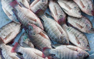 uploads/news/2021/04/sejarah-ikan-mujair-ditemukan-3576461b781739d_400.jpg
