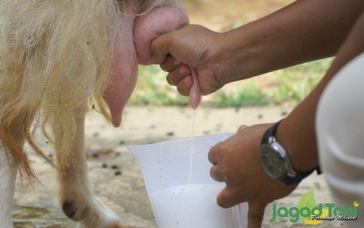 uploads/news/2021/04/sejuta-manfaat-susu-kambing-57574ae6cd283f4_400.jpg