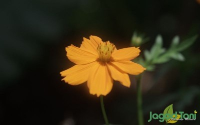 uploads/news/2021/04/tips-mengkonsumsi-bunga-yang-111664b1c59c772_400.jpg
