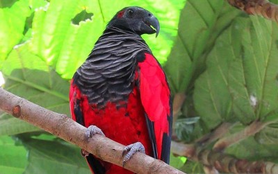 uploads/news/2021/05/agar-nuri-papua-terbang-6178416a87e237c_400.jpg