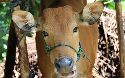 uploads/news/2021/05/arak-sapi-pelengkap-tradisi-598993aec0d6d03_400.jpg
