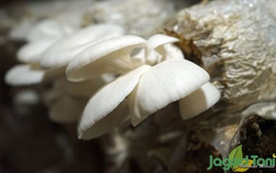 uploads/news/2021/05/diet-enak-dengan-jamur-752620590b936b0_400.jpg