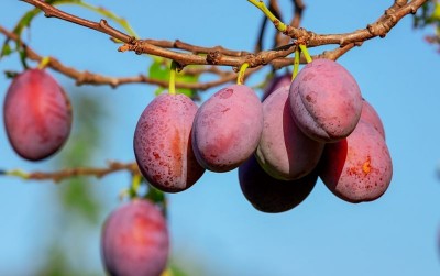 uploads/news/2021/05/diet-sehat-dengan-buah-4869083af2b5261_400.jpg