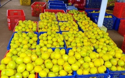 uploads/news/2021/05/edarkan-lemon-jabodetabek-hingga-4549584ab383e5c_400.jpeg