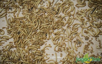 uploads/news/2021/05/fakta-ulat-hongkong-kaya-797951dde0bc2e9_400.jpg