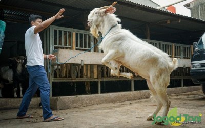 uploads/news/2021/05/fantastis-ini-keunggulan-kambing-88115e94bc31c47_400.jpg