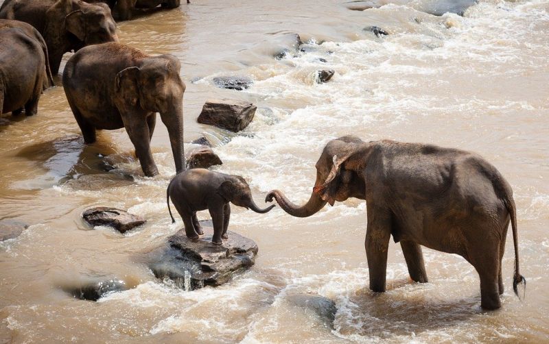 uploads/news/2021/05/gajah-hewan-perasa-yang-7905085370754aa.jpg