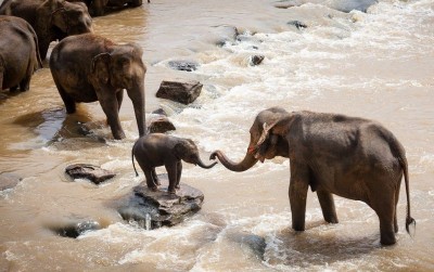 uploads/news/2021/05/gajah-hewan-perasa-yang-7905085370754aa_400.jpg