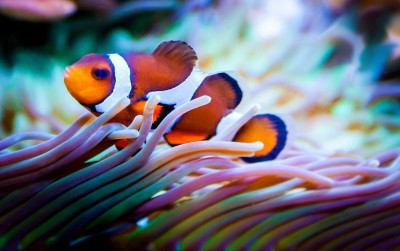 uploads/news/2021/05/ikan-giru-yang-terancam-52051813f9bc8ef_400.jpg