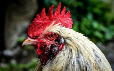 uploads/news/2021/05/ini-alasan-ayam-jantan-544569bd4d95464_400.jpg